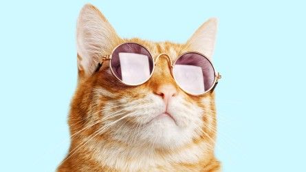 8 Tips for Picking and Wearing Sunglasses