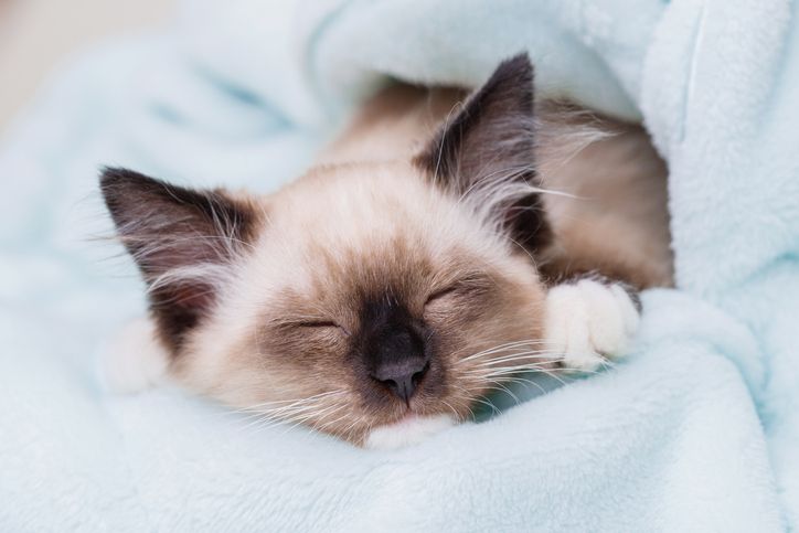 How Often Should Bedding Be Changed?