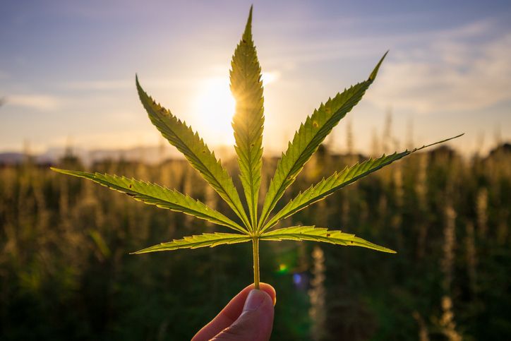 How Can Hemp Affect COVID-19?