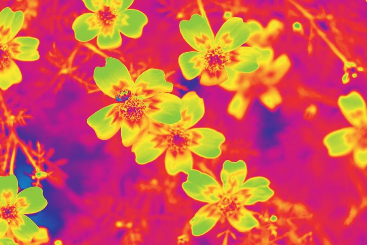 What Does It Mean To Have a Low-Grade Fever?