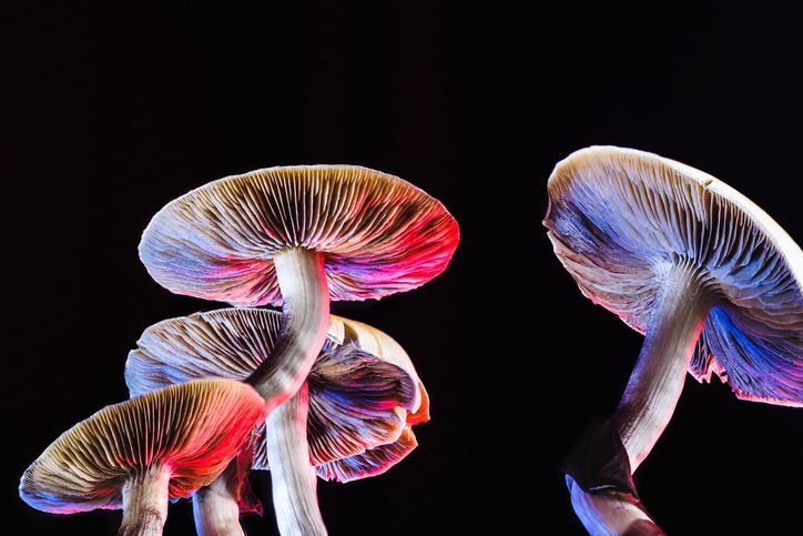 How To Handle Mushroom Poisoning