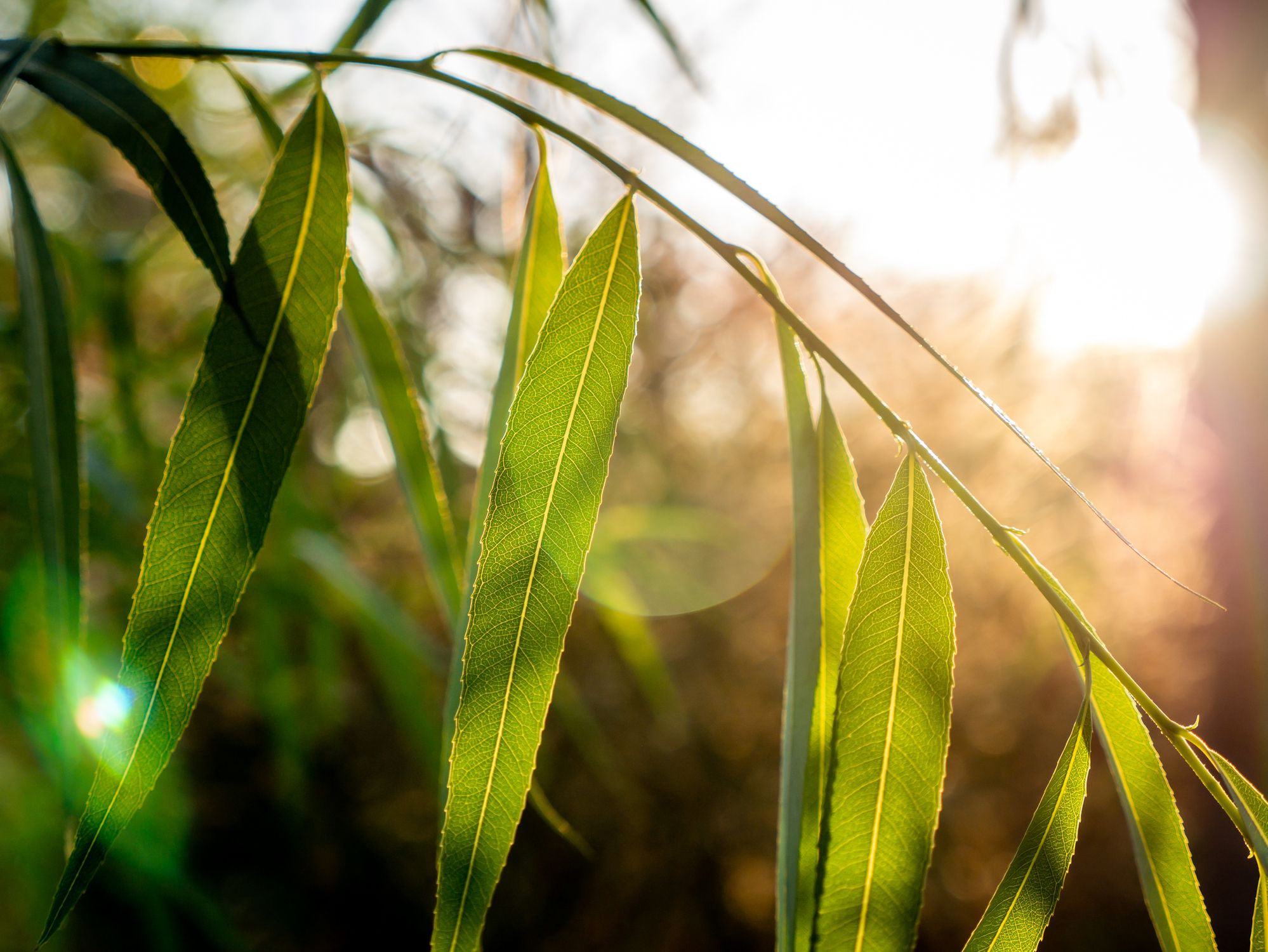 Reasons Why You May Be Mysteriously Losing Weight