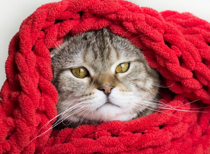 Should I Take Antibiotics for Acute Tonsilitis?