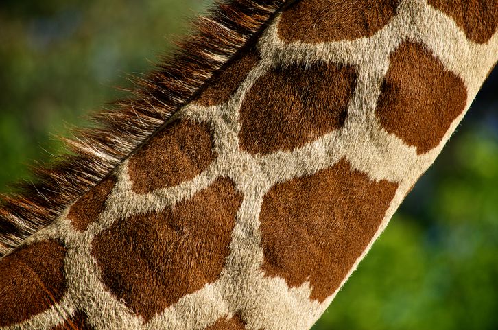 Chronic Tonsillitis: One Disease With Many Faces 