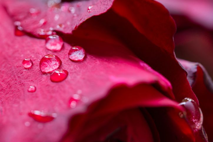 Is There Any Danger in Donating Blood?