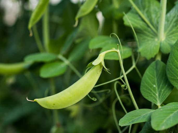 What Is the Purpose of the Appendix?