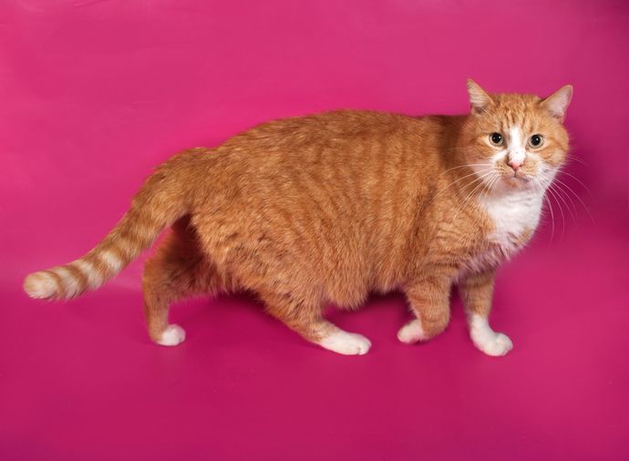 Do You Have To Give Up Fatty Foods Completely When on a Diet?