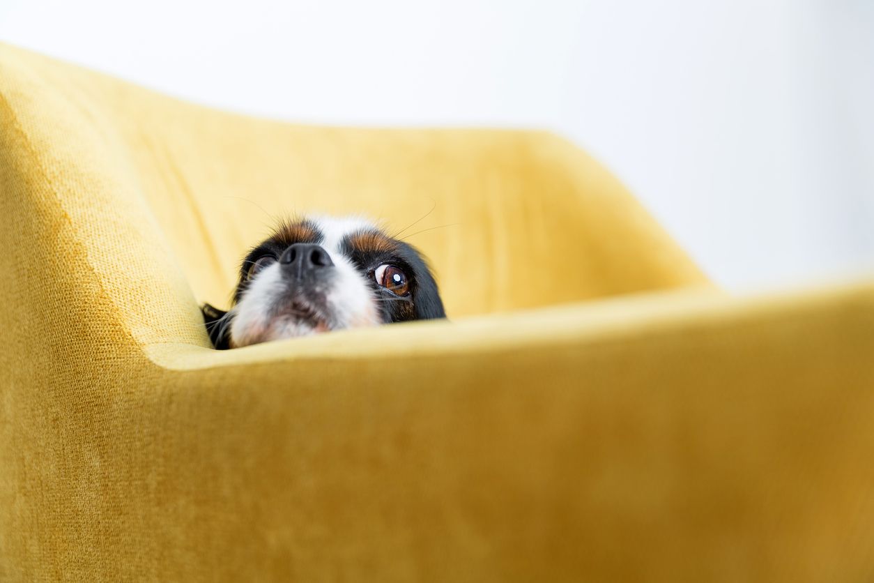 COVID-19 Vaccines: Why You Shouldn’t Be Afraid