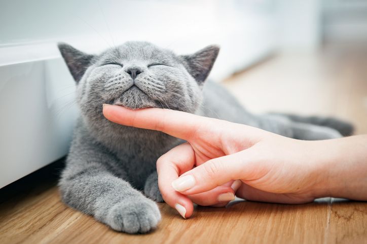 A New Way to Beat Cat Allergies
