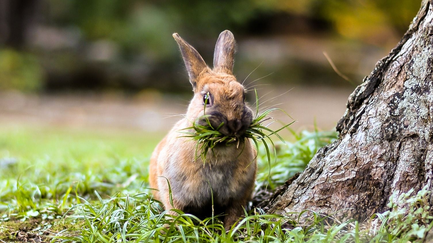 What Are the Benefits of a Meat-Free Diet?