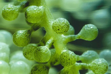 Loss of Balance: What Affects the Microflora of the Vagina?